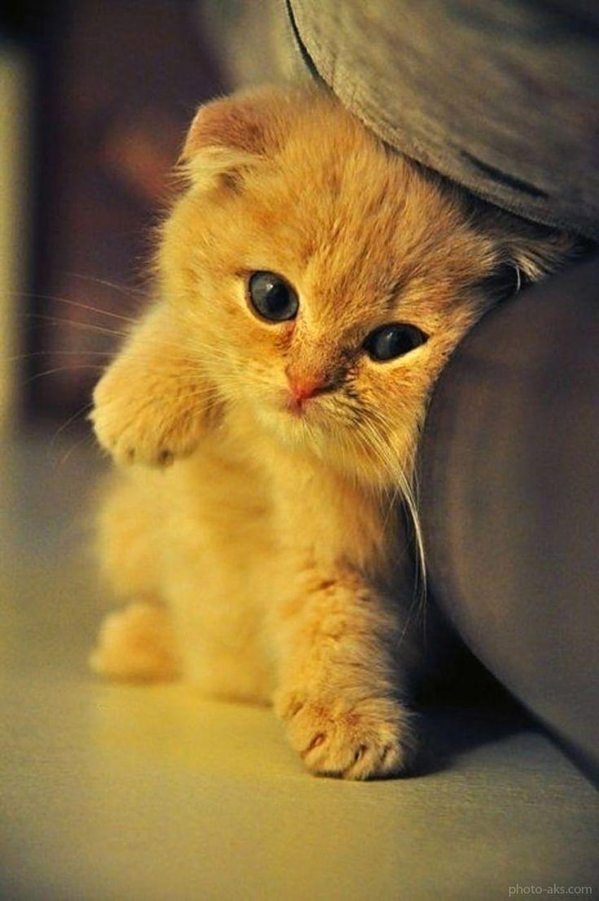 Android için Sevimli Bebek Kediler, Sevimli Yavru Kedi HD telefon duvar kağıdı