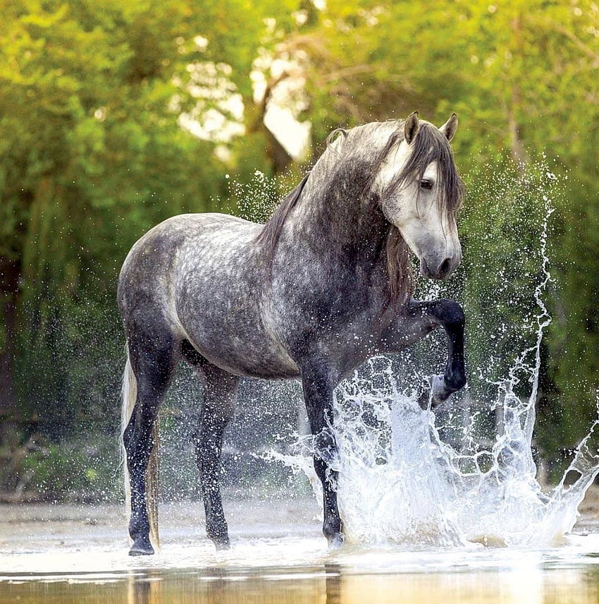Yakışıklı alaca gri İspanyol atı suda sıçrayarak eğleniyor. Dapple grey atlar, Atlar, Güzel atlar, Dapple Grey Horse HD telefon duvar kağıdı
