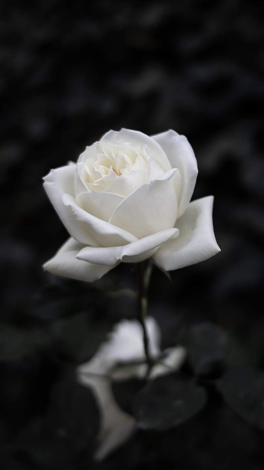White rose. Rose flower , Dark background , Black and White Roses iPhone HD  phone wallpaper | Pxfuel