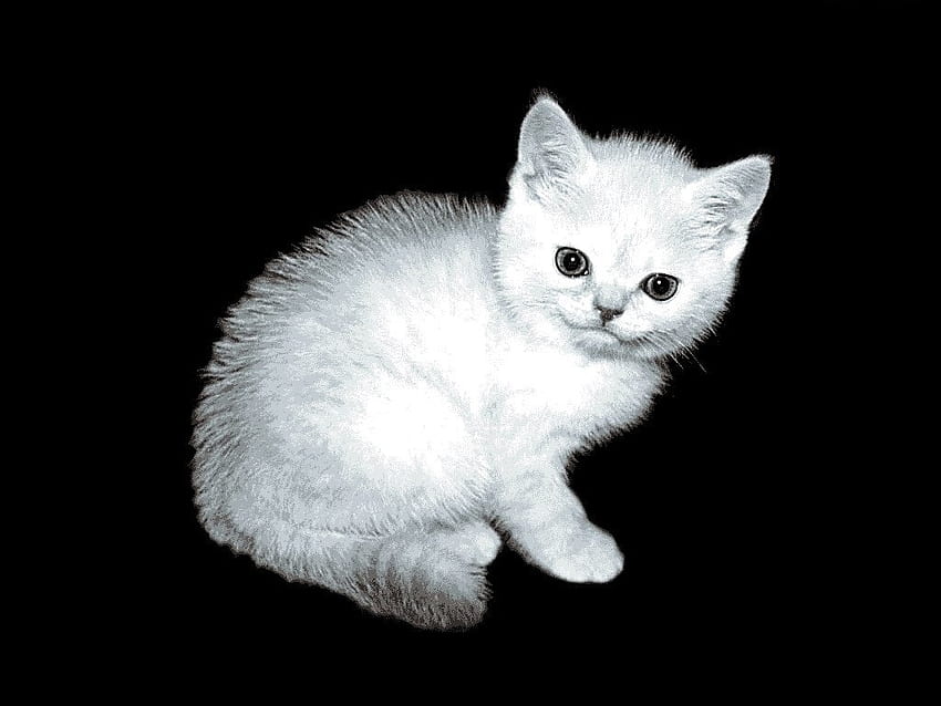 Gatito tierno, kitten, cute, cat, feline, nice HD wallpaper