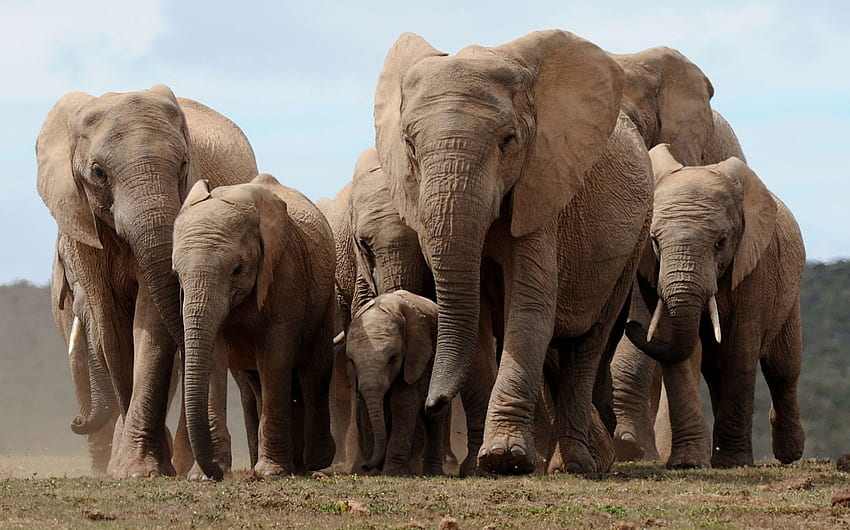herd of elephants, animal, sand, herd, elephant HD wallpaper