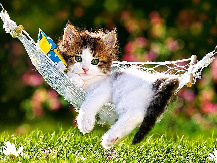 Великденски котенца, сладки пролетни котки HD тапет