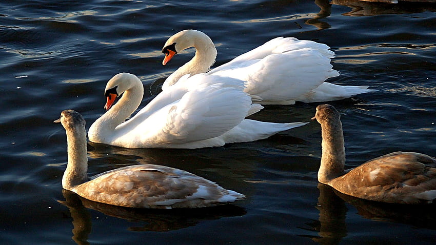 Wohlhabende Familie, Seen, liebevoll, weiß, warm, Wasser, Schönheit HD-Hintergrundbild