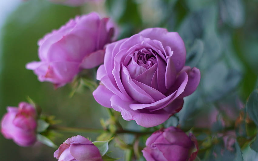 лилави рози, розов храст, клон с рози, лилави красиви цветя, рози, фон с лилави рози HD тапет