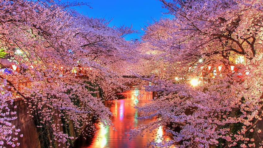 ดอกซากุระ ต้นซากุระญี่ปุ่น วอลล์เปเปอร์ HD