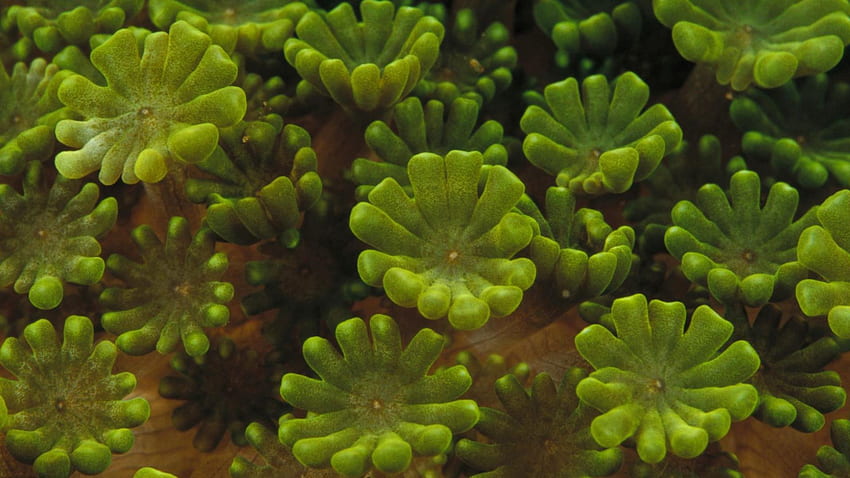 Underwater, coral reef, green, world, aqua, algae, ocean HD wallpaper