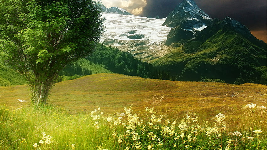 Spring Warm Up, field, snow, meadow, forests, flowers, spring, mountains, glacier HD wallpaper