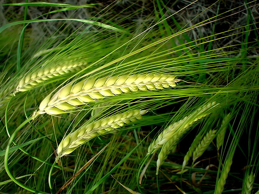 Plants, Wheat HD wallpaper