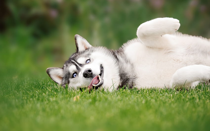 Husky-Hund, Haustiere, Rasen, Siberian Husky, Cool Husky HD-Hintergrundbild