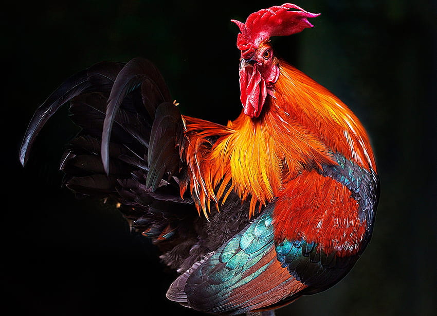 rooster for . Animal Amazing HD wallpaper