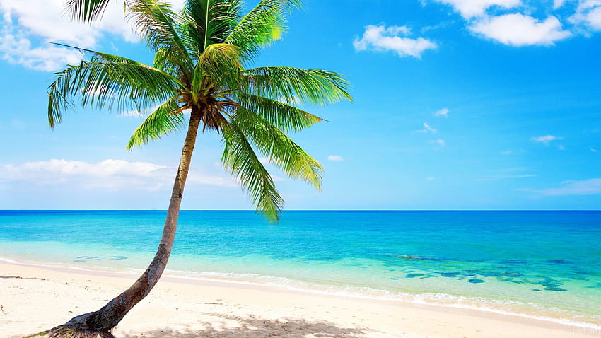 Pohon Palem Kesepian, Tropis, Pantai, Pesisir, Laut . Latar belakang Wallpaper HD