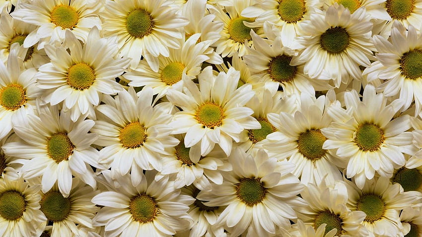 ヒナギク、花、花びら、多く、白、黄色のタブレット、ノート パソコンの背景 高画質の壁紙
