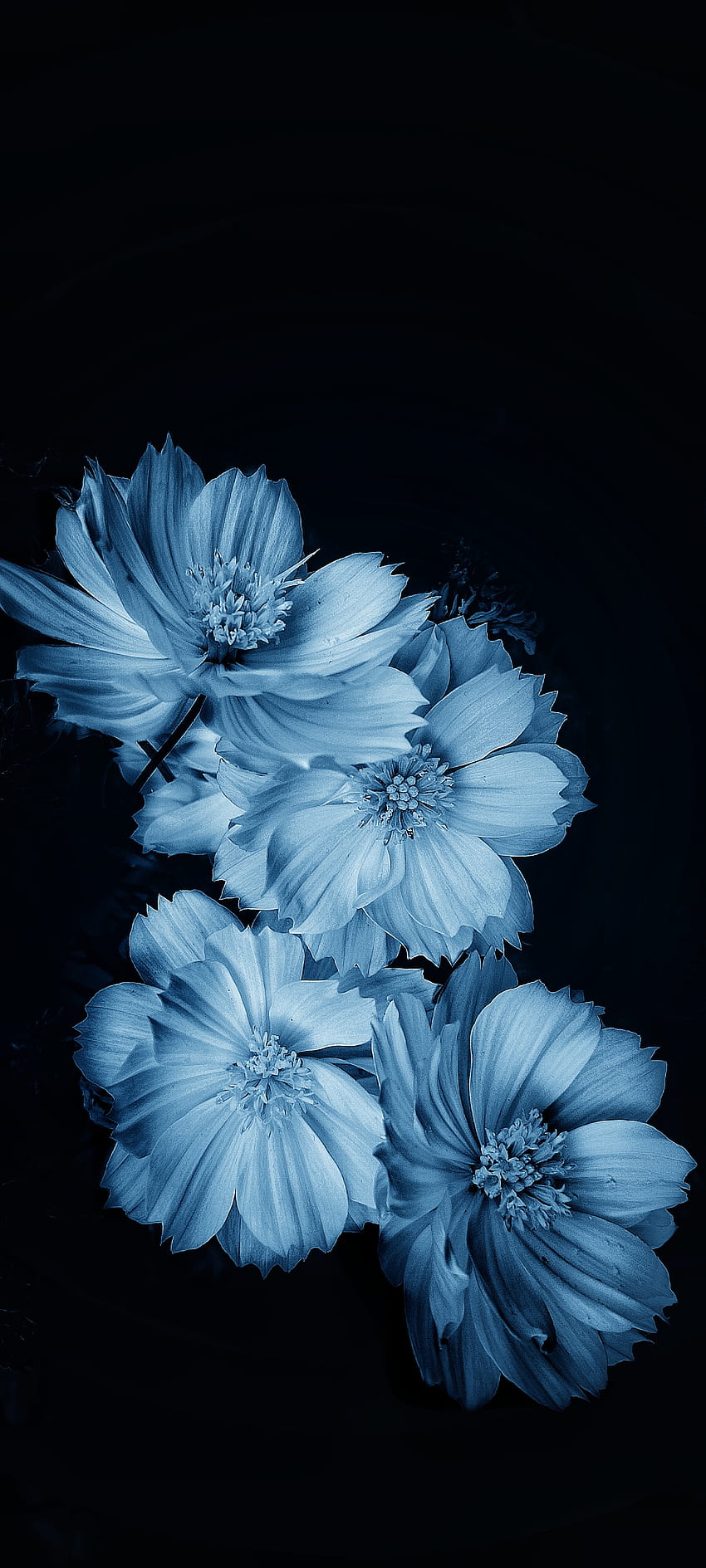 Flores, azul eléctrico, planta herbácea. fondo de pantalla del teléfono