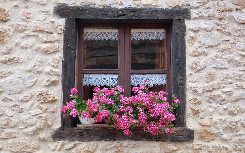 Window with Flowers, pink, window, house, flowers, lace, wall HD wallpaper