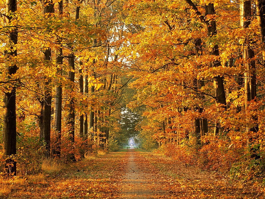골목, 자연, 나무, 가을, 도로, 잎, 가을, 경로, 10월, 방법 HD 월페이퍼