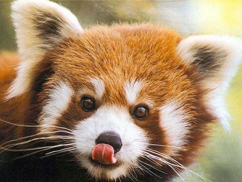 kırmızı panda yüzü. memeliler Kızıl panda, Panda ve Hayvan, Sevimli Bebek Kırmızı Pandalar HD duvar kağıdı