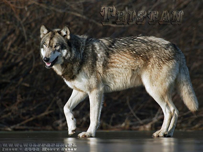 Gran lobo, lobos, lobo de madera, animales, grandes lobos, naturaleza, lobo  gris, estanque fondo de pantalla | Pxfuel