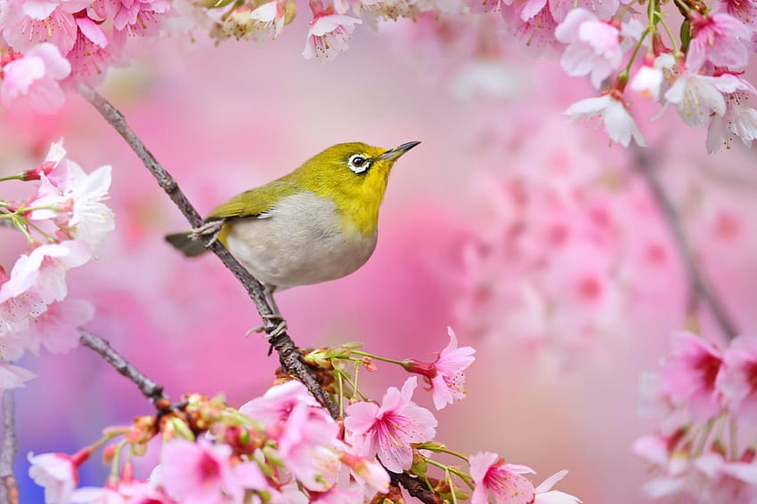 Bird, branch, pink, yellow, spring, blossom HD wallpaper