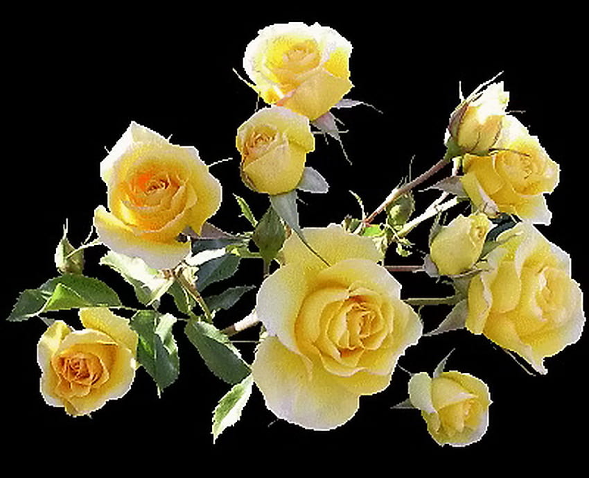 Beauty of yellow, black background, roses, green, yellow HD wallpaper