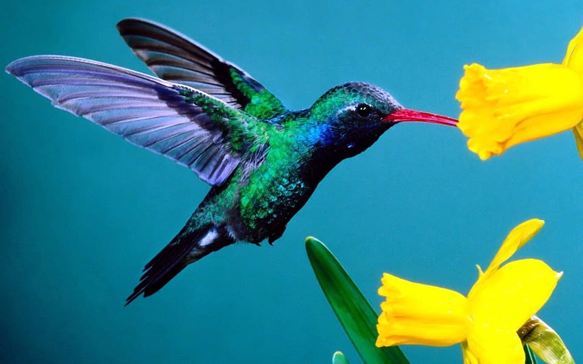 Tiere, Blumen, Hintergrund, Kolibris HD-Hintergrundbild