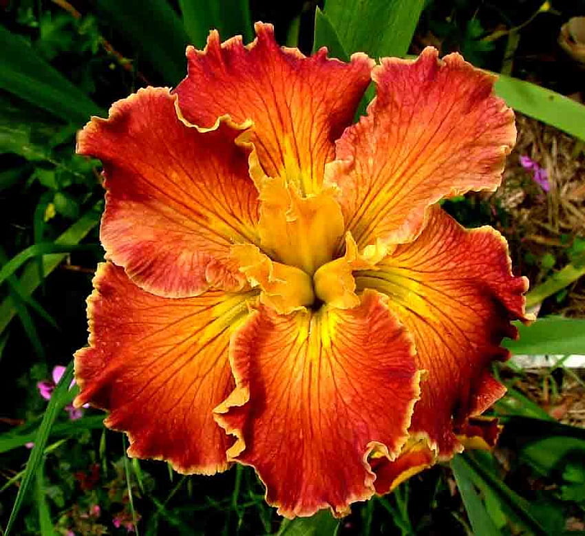 Flower, iris, nature, orange HD wallpaper