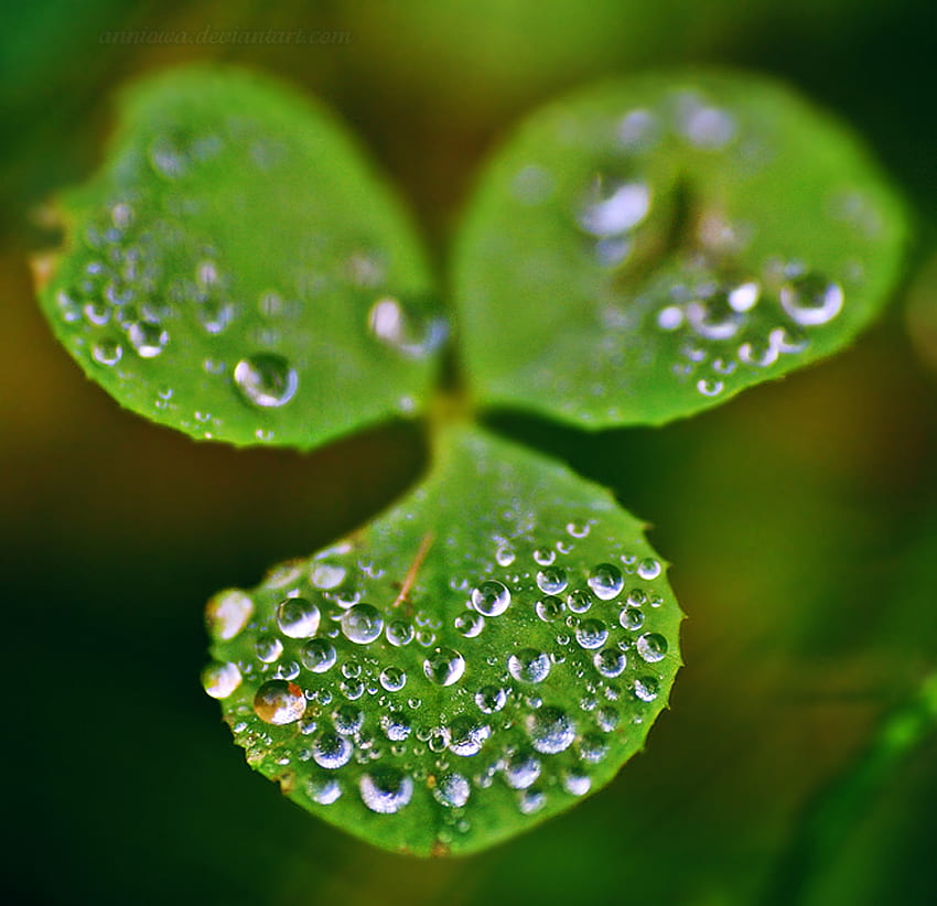 Irisches Kleeblatt, Pflanze, Regen, Irland, Grün, Kleeblatt, St. Patricks Day HD-Hintergrundbild
