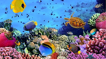 Sử dụng Hình nền cá đại dương đẹp nhất để nhìn ngắm những loài cá bơi lội trong đại dương cùng bạn mỗi khi mở màn hình. Với sự phong phú và đa dạng của các loài cá, bạn sẽ luôn có cái nhìn mới mẻ đầy sinh động. Hãy khám phá bộ sưu tập của chúng tôi và tạo ra một màn hình độc đáo, ấn tượng và hấp dẫn.