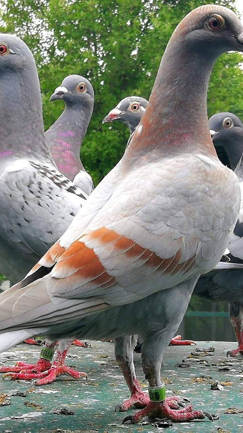 Bird, Pigeon, Nature Birds HD phone wallpaper