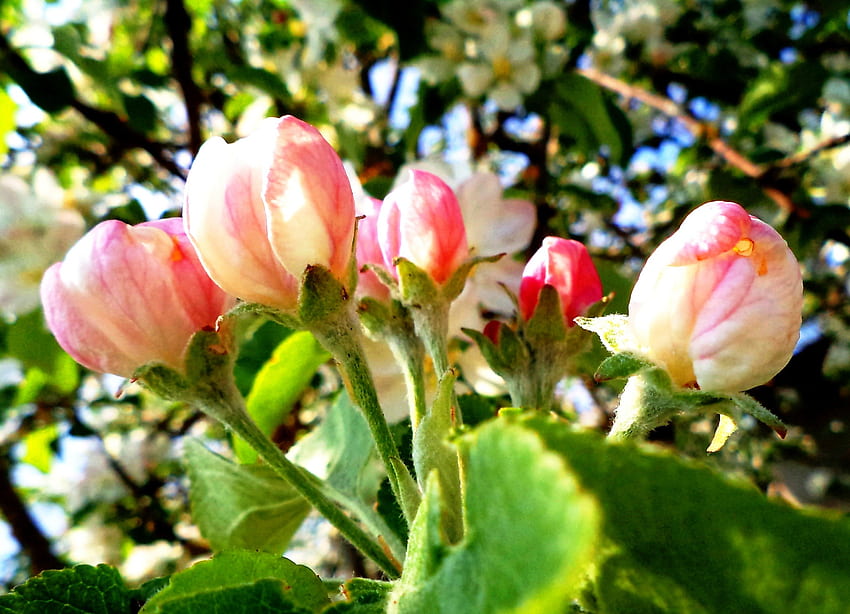 りんごの木の花、木、自然、花、春 高画質の壁紙
