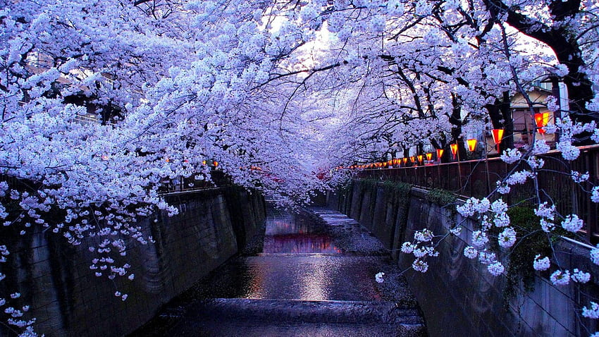 Estetica giapponese Cherry Blossom - Novocom.top, Sakura Sfondo HD
