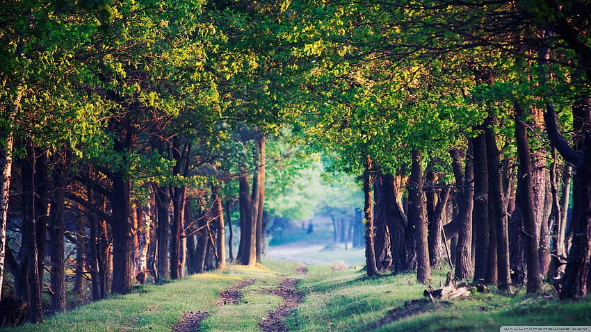 Fundo de anime com uma floresta e uma lagoa