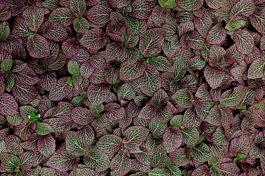 leaf, leaves, pattern, , green, red, , flat, texture, nature, , plant, mint, outdoors HD wallpaper