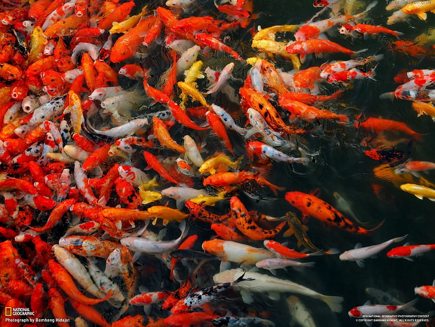 er - Koi-Teich. koi, japanischer Koi-Fisch-Teich HD-Hintergrundbild