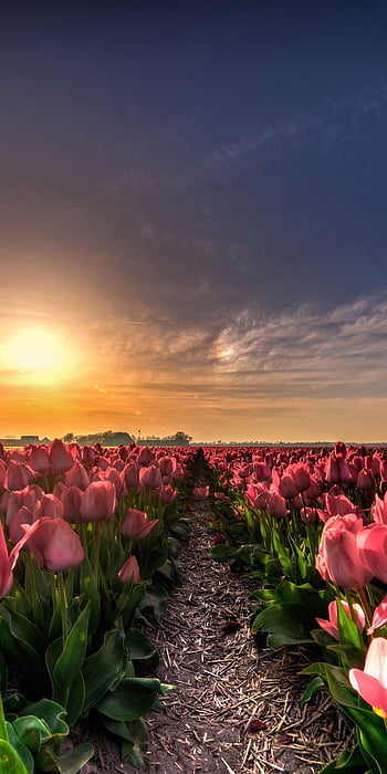 Field, the sun, rays, sunset, spring, the evening, Oregon, tulips, USA ...