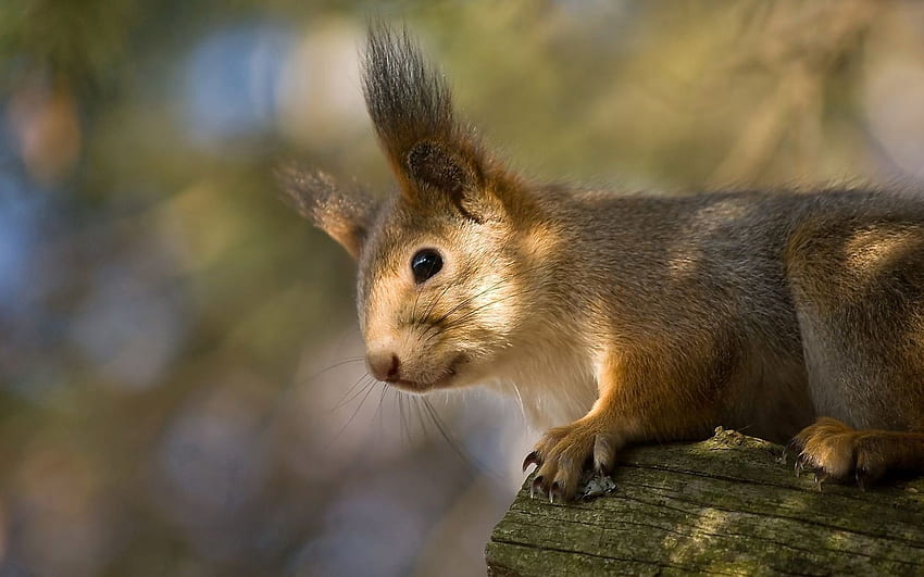 Lustig, Tiere, Eichhörnchen, Rotschopf, Ohren HD-Hintergrundbild