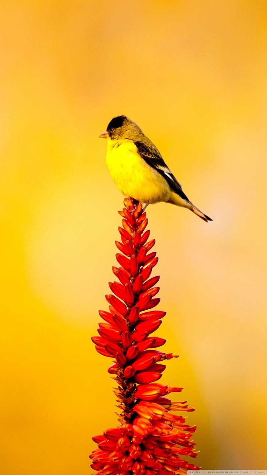 Yellow Bird, Birds Yellow HD phone wallpaper | Pxfuel