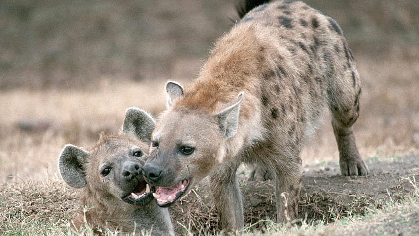 Baby hyena and mother enjoy family time together HD wallpaper