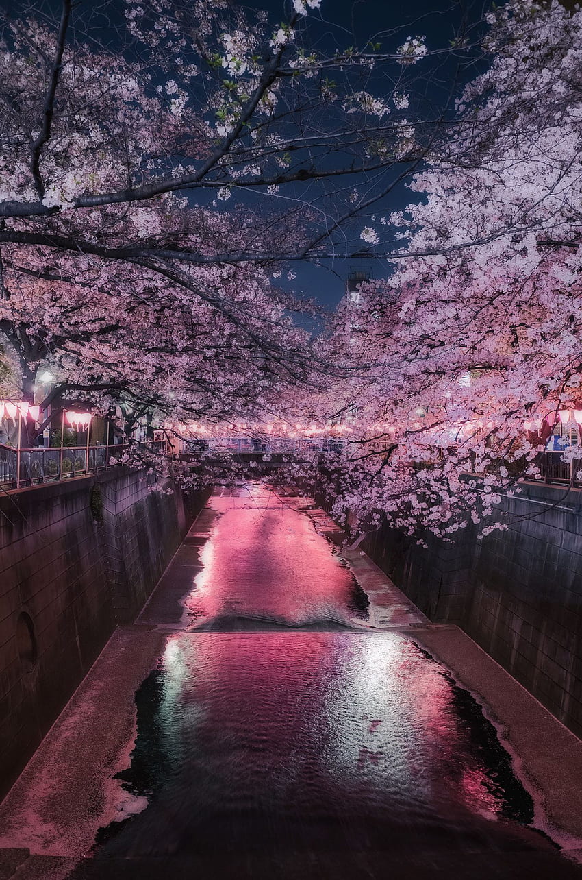 Night Cherry Blossom - 03 29 18. Cherry Blossom , Cherry Blossom Japonya, Cherry Blossom Iphone HD telefon duvar kağıdı