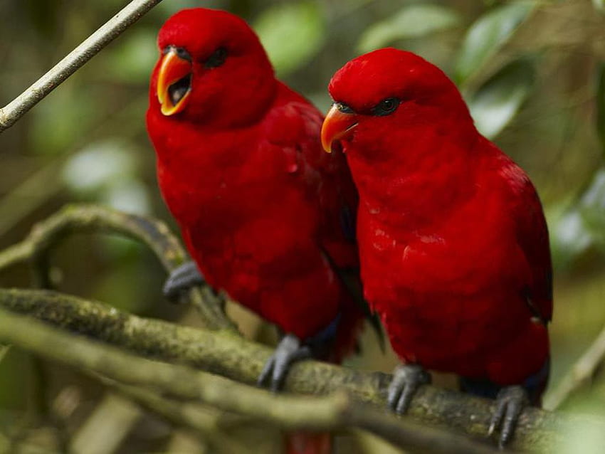 Hermoso de pájaros del amor, pájaros del amor rosa fondo de pantalla