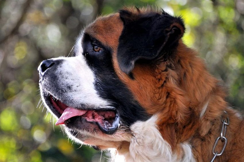 Saint Bernard, dog, pet, rescue HD wallpaper