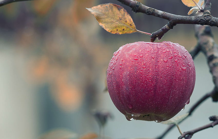 agriculture, apple, blur, branch, close up, dewdrops, Apple Raindrop HD wallpaper