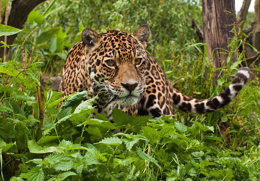 Jaguar. Jaguar animal, Rainforest animals, Animals wild, Tropical Animals HD wallpaper