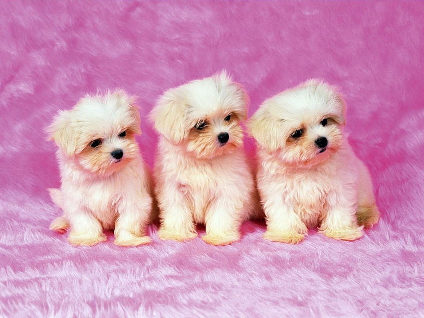 Young Shihtzu Puppy Sitting Inside Pink Shih Tzu Dog Toys Stock Photo  Background, Shih Tzu, Blue Fur, Cotton Candy Clouds Background Image And  Wallpaper for Free Download