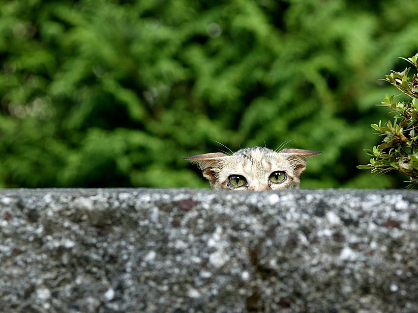 Animals, Cat, Eyes, Peek Out, Look Out, Sick HD wallpaper