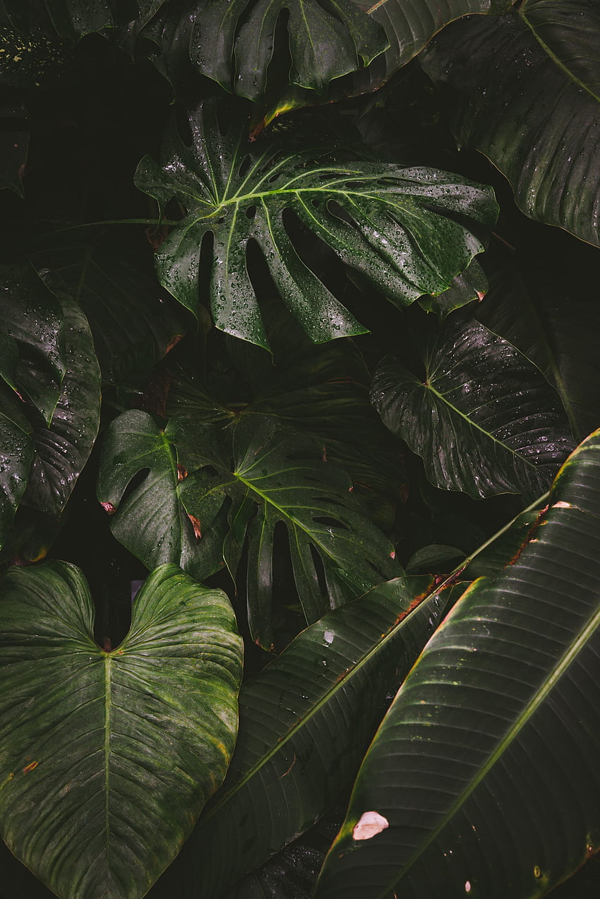 naturaleza, hojas, gotas, planta, monstera, liana fondo de pantalla del teléfono