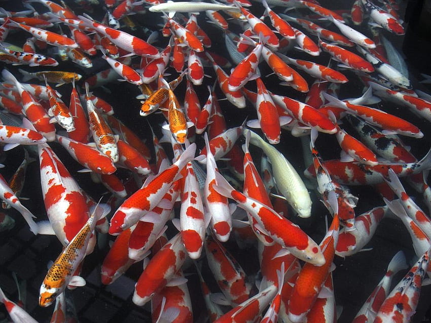 ฝูงปลาขาว-แดง ปลาสี ปลาก๋อย สัตว์ต่างๆ วอลล์เปเปอร์ HD
