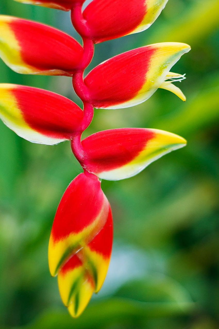 Heliconia HD phone wallpaper