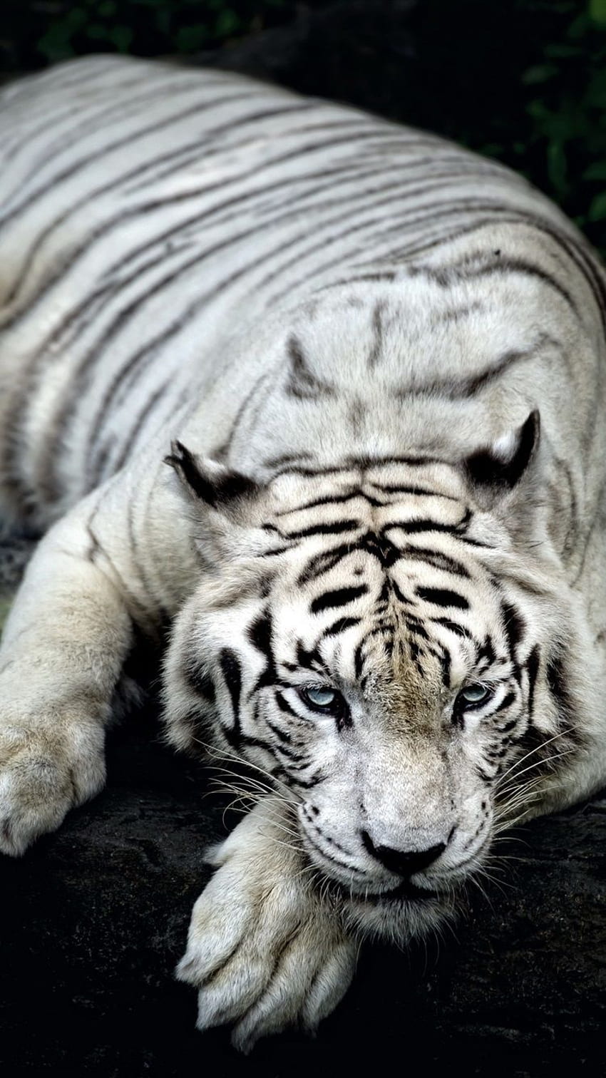 White Tiger Rest IPhone 8 7 6 6S HD phone wallpaper | Pxfuel