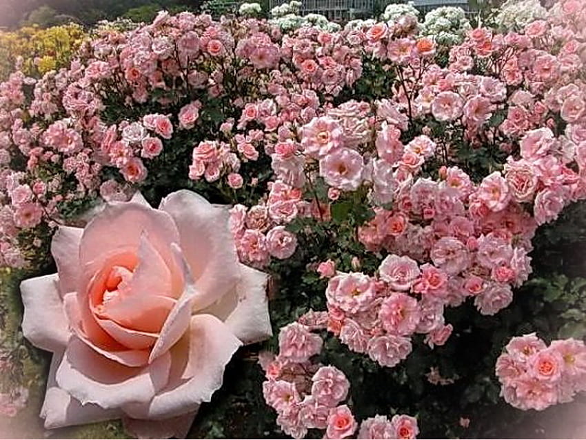 สีชมพู ดอกกุหลาบ สีชมพู ดอกไม้ มากมาย บุปผา วอลล์เปเปอร์ HD