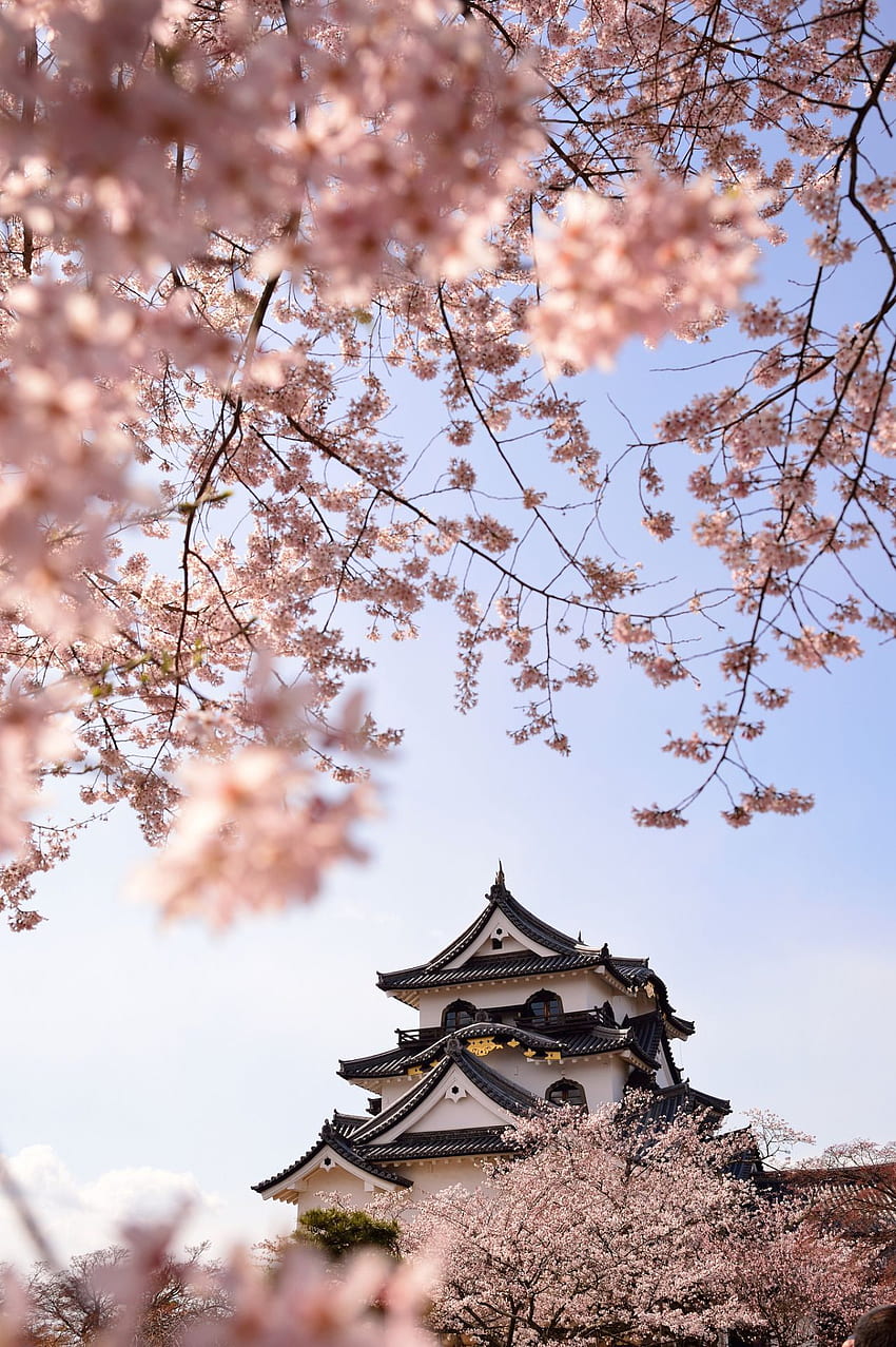 Естетичен Cherry Blossom Japan, Japan Cherry Blossom iPhone HD тапет за телефон
